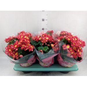 Begonia elat. HL 'Valentino Pink'
