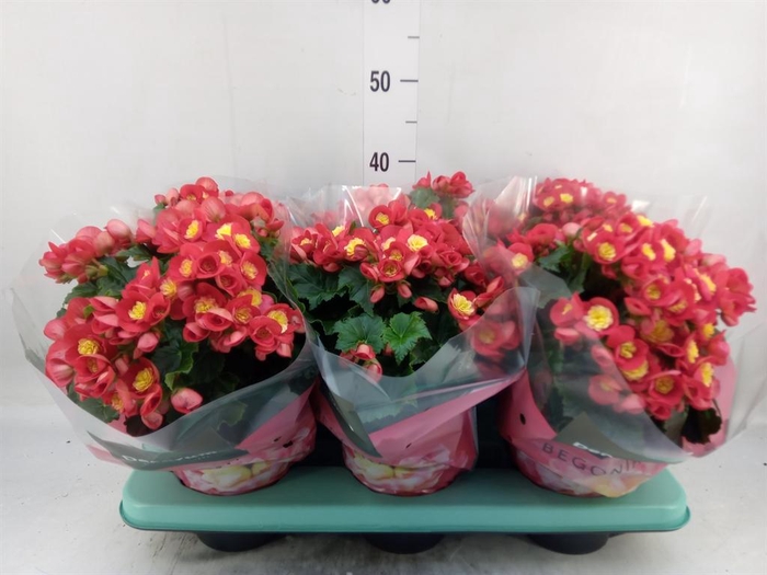 <h4>Begonia elat. HL 'Valentino Pink'</h4>