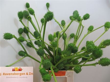 <h4>Datura Metel</h4>