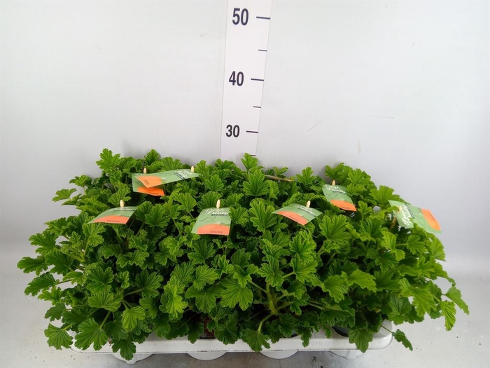 <h4>Pelargonium   ...mix smelling</h4>