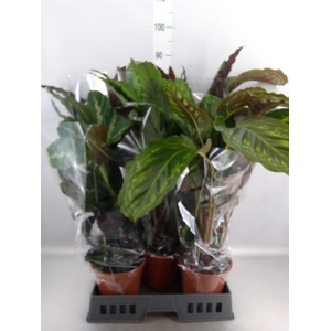 Calathea   ...mix