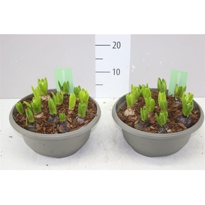 Hyacinthus Pearl Gemengd 12pp In Schaal X