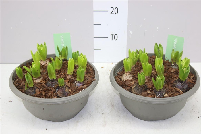 <h4>Hyacinthus Pearl Gemengd 12pp In Schaal X</h4>