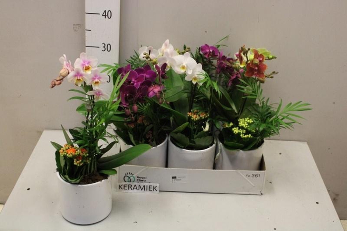 <h4>ARR KAMERPL BLOEI</h4>