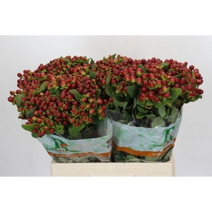 Hypericum Magical Seasons