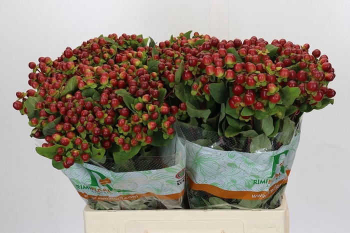 Hypericum Magical Seasons