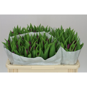 Tulipa En Purple Prince