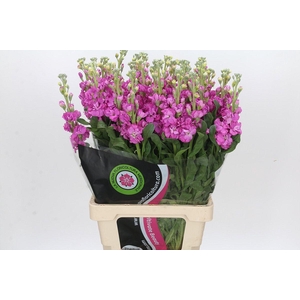 Matthiola Iron Hot Pink