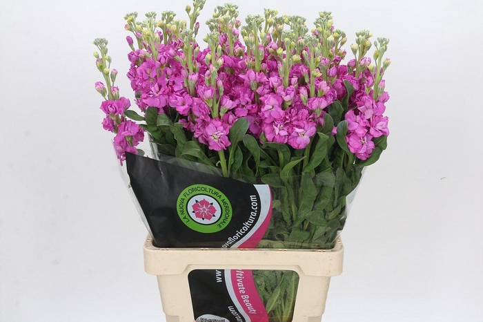 Matthiola Iron Hot Pink