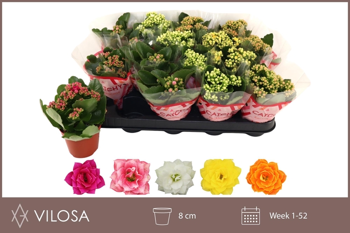 <h4>KAL GE GEM 5 KL</h4>