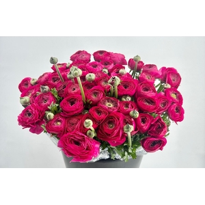 Ranunculus Clooney Passion Super