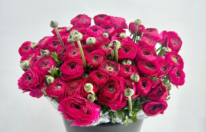 <h4>Ranunculus Clooney Passion Super</h4>