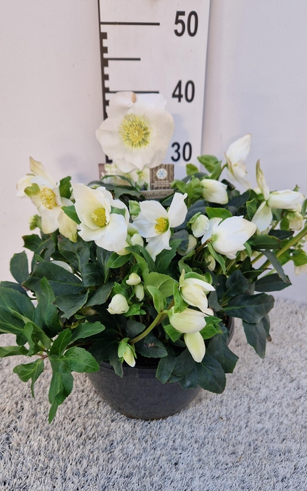 <h4>HELL NI HGC JASPER</h4>