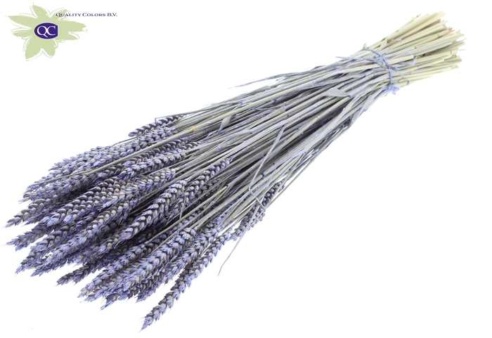 Triticum per bunch Pearl Milka