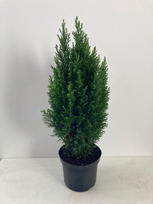 <h4>Chamaecyparis law. Ellwoodii</h4>