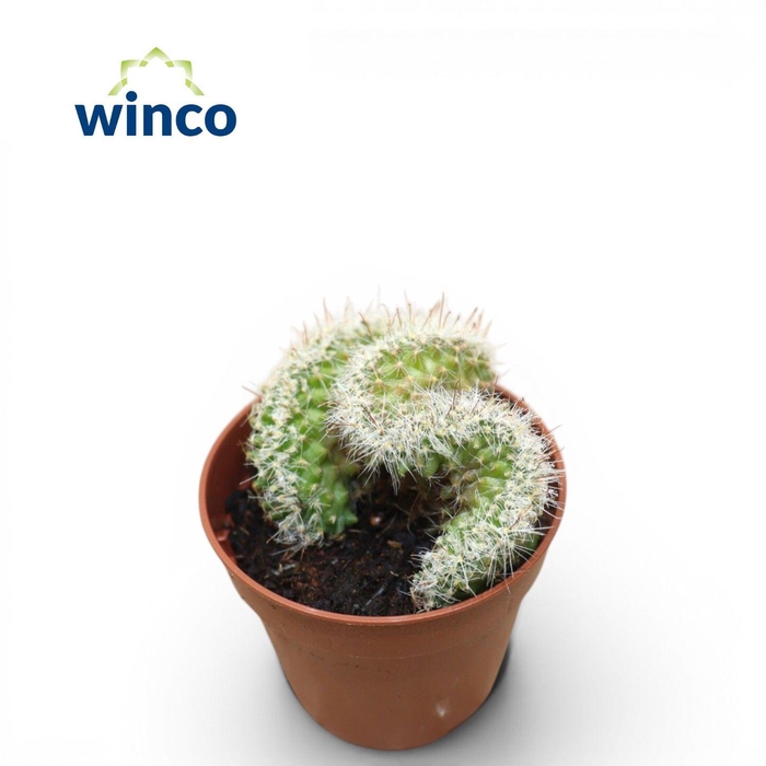 <h4>Mammillaria Ernestii Cristata</h4>