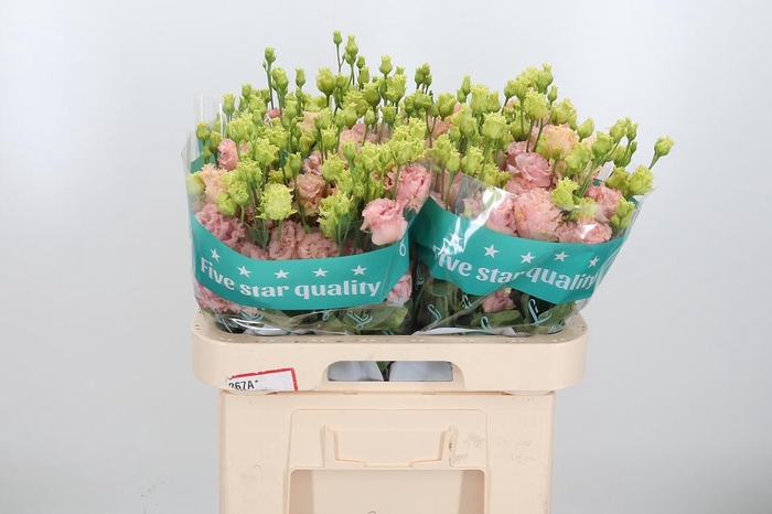 <h4>Eus G Alissa Peach</h4>