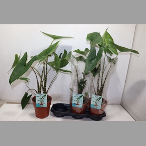 Aloc Zebrina