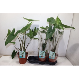 Aloc Zebrina