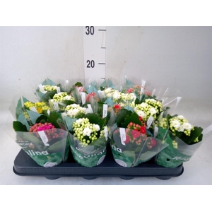 Kalanchoe blos. 'Rosalina'  ..mix 5