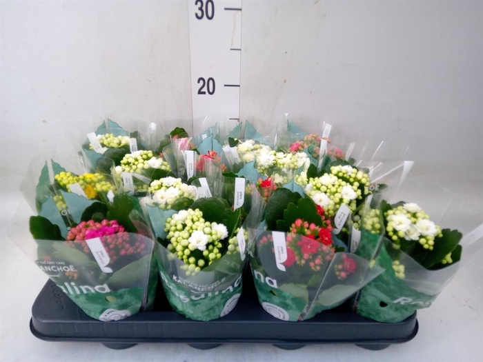 <h4>Kalanchoe blos. 'Rosalina'  ..mix 5</h4>