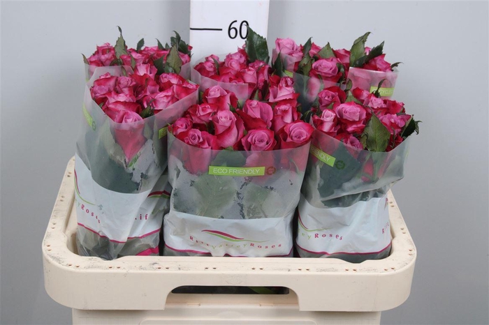 <h4>R Gr Cassis</h4>