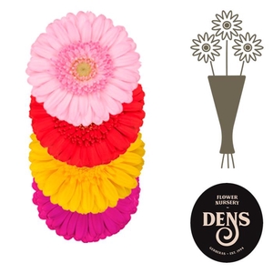 Germini Mix 4 kleuren Water