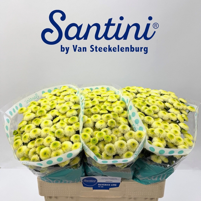 <h4>CHR S MAVERICK LIME</h4>