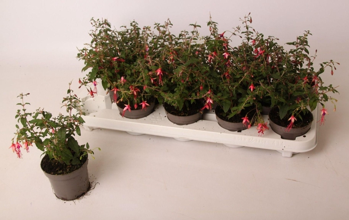 <h4>Fuchsia Lady Thumb 9 cm</h4>