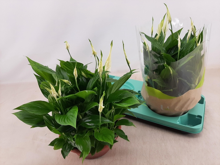 <h4>SPATH BELLINI</h4>