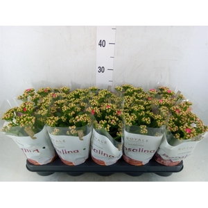 Kalanchoe blos. 'RosDon Nando'