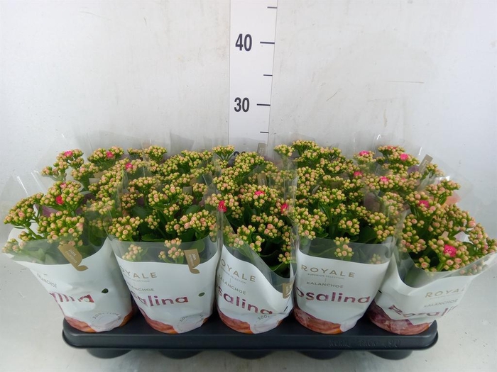<h4>Kalanchoe blos. 'RosDon Nando'</h4>