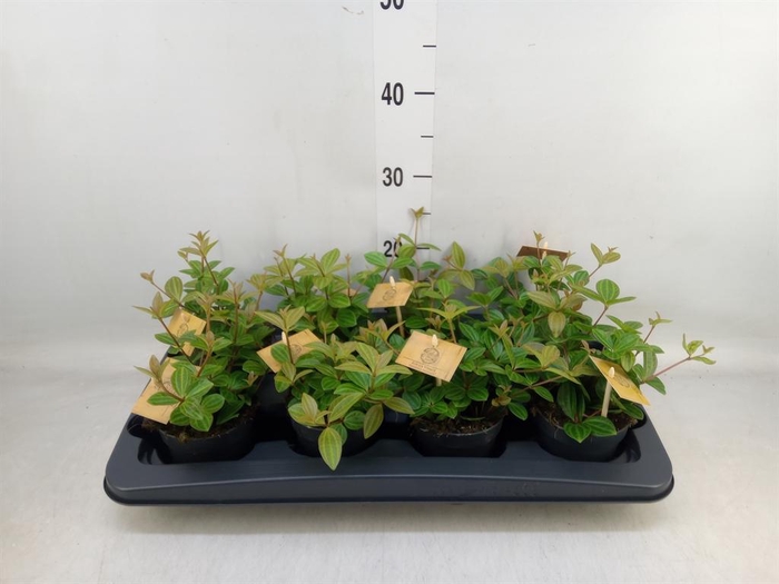 <h4>Peperomia angulata</h4>