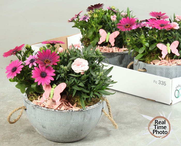 <h4>ARR TUINPLANTEN</h4>