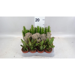 Opuntia
