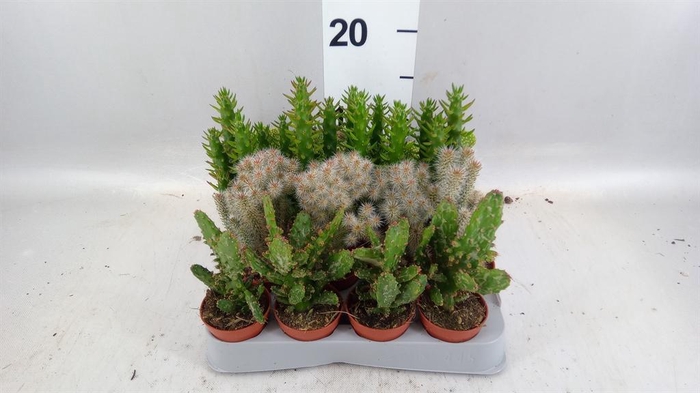 <h4>Opuntia</h4>