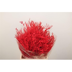 Bosbes Vlok Red 5x10 Tak Bunch