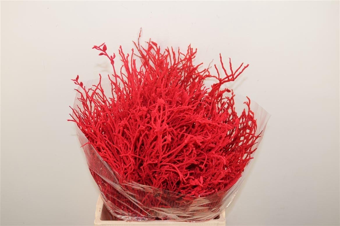 <h4>Bosbes Vlok Red 5x10 Tak Bunch</h4>