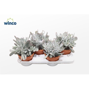 Cotyledon Orbiculata Hybride