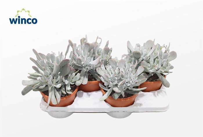 <h4>Cotyledon Orbiculata Hybride</h4>