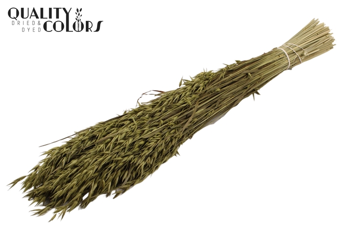 <h4>Avena per bunch Olive</h4>