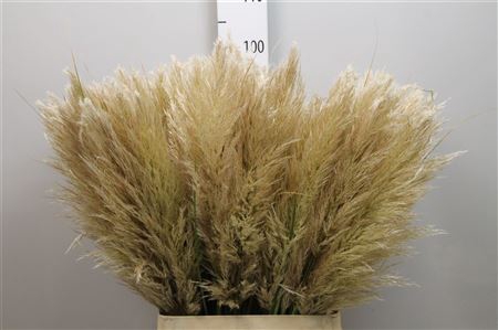 <h4>Cortaderia Ov</h4>