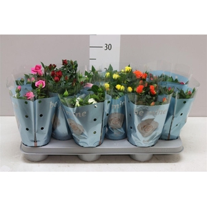 Rosa Beau Monde Gemengd