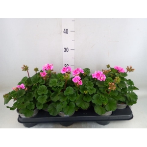Pelargonium zona. 'ToscaSil Raiko'