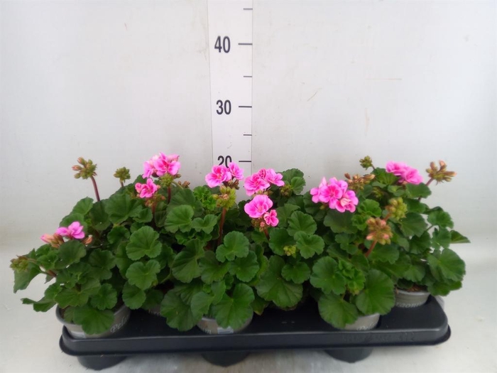 <h4>Pelargonium zona. 'ToscaSil Raiko'</h4>