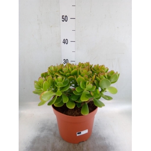 Crassula ovata