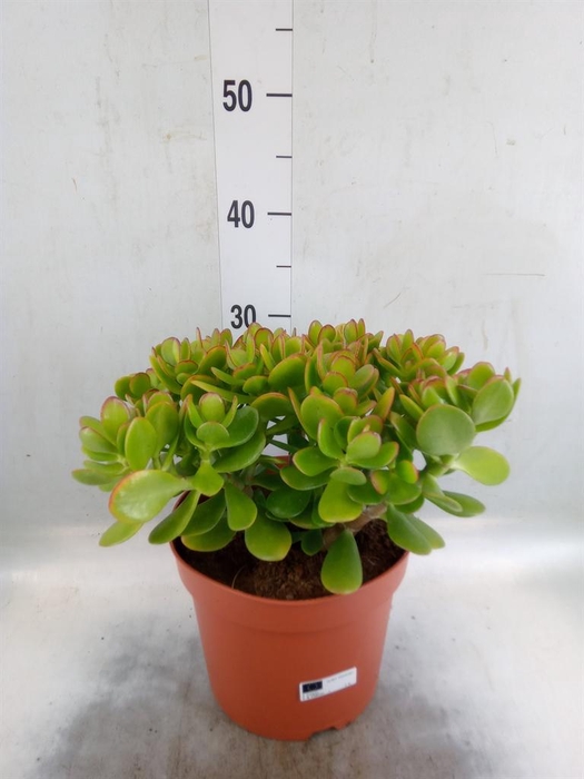 <h4>Crassula ovata</h4>