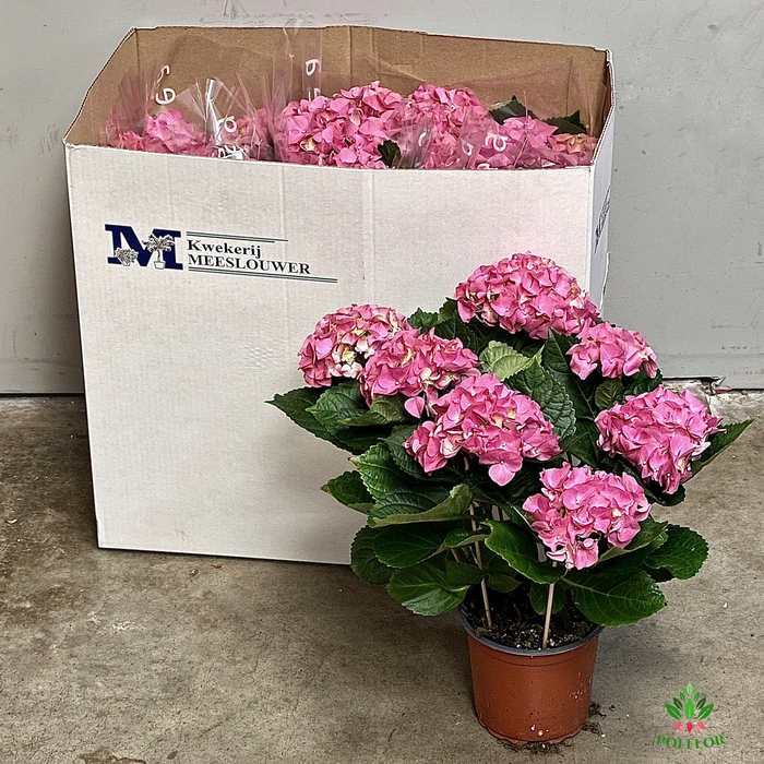 Hortensja Rózowa 15Ø 40cm 7-8 fl