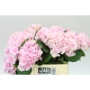 Hyd Lolly Pop Pink Pale