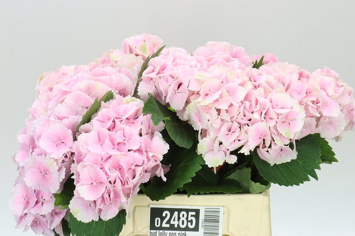 <h4>Hyd Lolly Pop Pink Pale</h4>